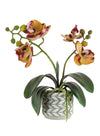 Mini Phal Orchid Arrangement