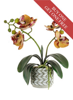 Buy One Get One Free - Mini Phal Orchid Arrangement