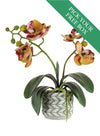 Buy One Get One Free - Mini Phal Orchid Arrangement