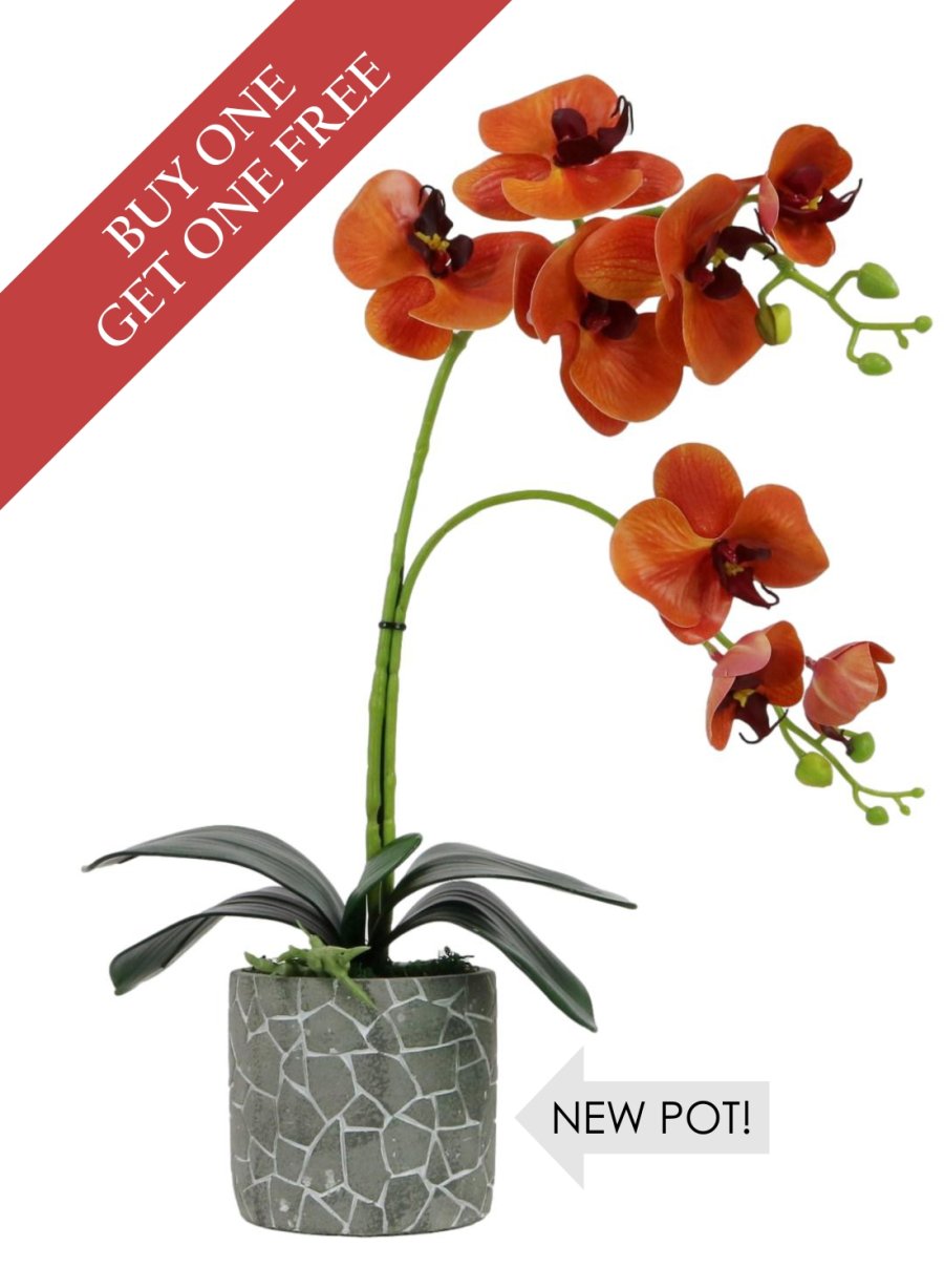 Buy One Get One Free Head - 8 Head Phalaenopsis Arrangement