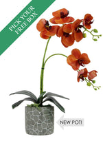 Buy One Get One Free Head - 8 Head Phalaenopsis Arrangement