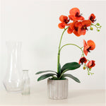 Phalaenopsis Arrangement (8 Flowering Head)