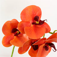 Phalaenopsis Arrangement (8 Flowering Head)