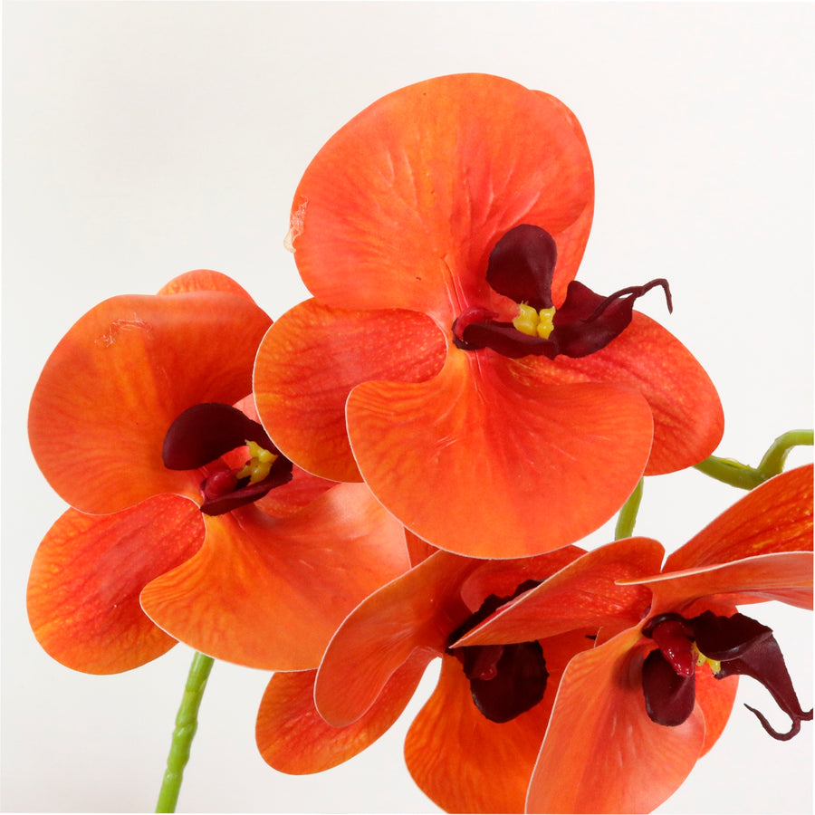 Phalaenopsis Arrangement (8 Flowering Head)
