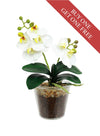Buy One Get One Free - mini Phalaenopsis Orchid Arrangement