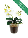 Buy One Get One Free - mini Phalaenopsis Orchid Arrangement