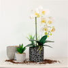 Single Phalaenopsis Arrangement (large)