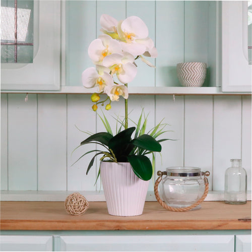 Single Phalaenopsis & Grass Arrangement Large