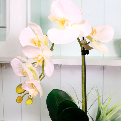 Single Phalaenopsis & Grass Arrangement Large