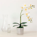 Phalaenopsis Arrangement (8 Flowering Head)