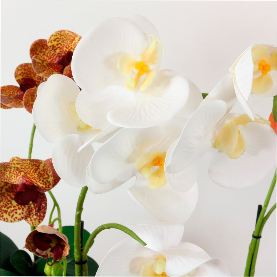 Phalaenopsis Arrangement (8 Flowering Head)
