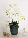 Phalaenopsis In Bosten Charcoal Pot Arrangement (Medimum/3 Stems)