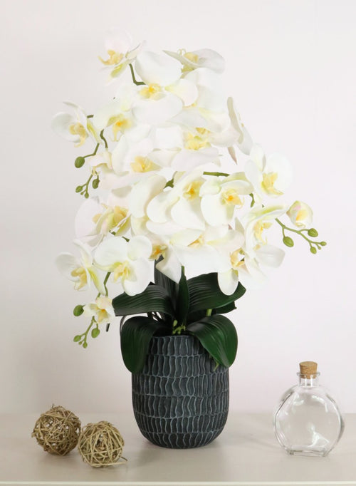Phalaenopsis In Bosten Charcoal Pot Arrangement (Medimum/3 Stems)