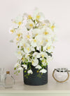 Phalaenopsis In Windsor Clay Pot Arrangement <br/>(large/6 Stems)