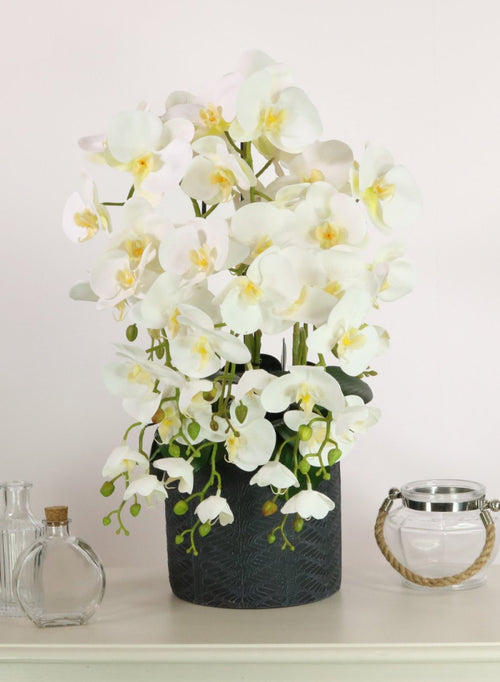 Phalaenopsis In Windsor Clay Pot Arrangement <br/>(large/6 Stems)