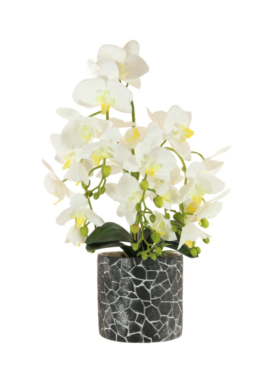 Phalaenopsis In Mosaic Clay Pot