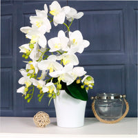 Phalaenopsis In White Pot