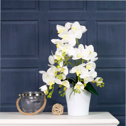 Phalaenopsis In White Pot