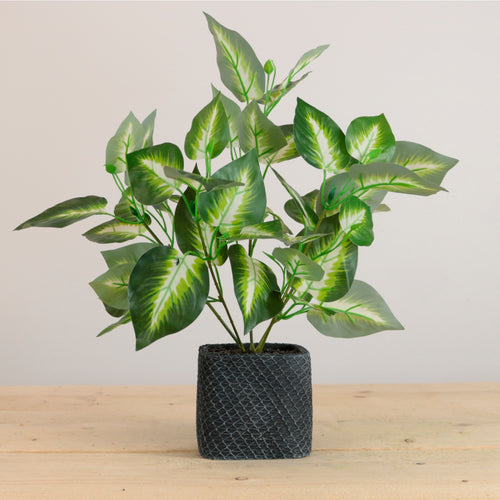 Potted Veined Hosta Leaf Arrangement