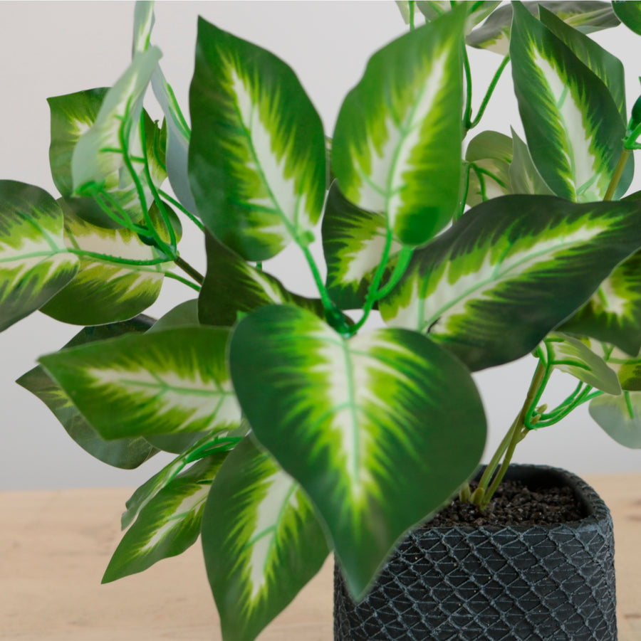 Potted Veined Hosta Leaf Arrangement