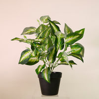 Potted Veined Hosta Leaf Arrangement