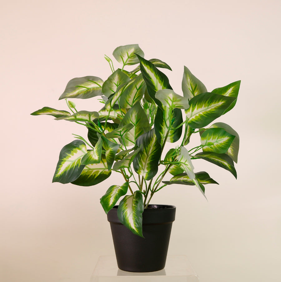 Potted Veined Hosta Leaf Arrangement