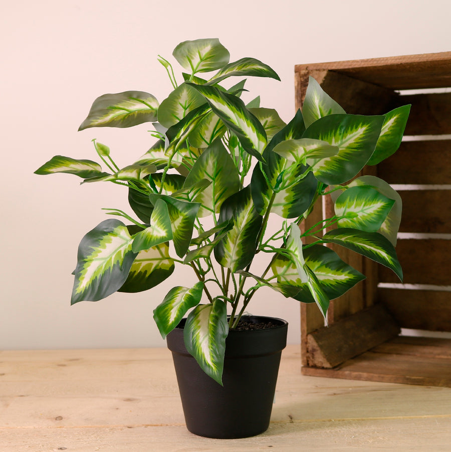 Potted Veined Hosta Leaf Arrangement
