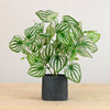 Potted Watermelon Peperomia Arrangement