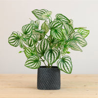 Potted Watermelon Peperomia Arrangement