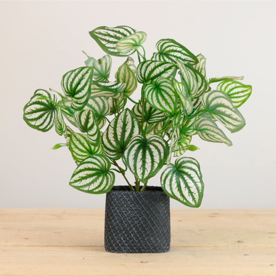 Potted Watermelon Peperomia Arrangement