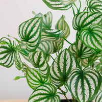Potted Watermelon Peperomia Arrangement