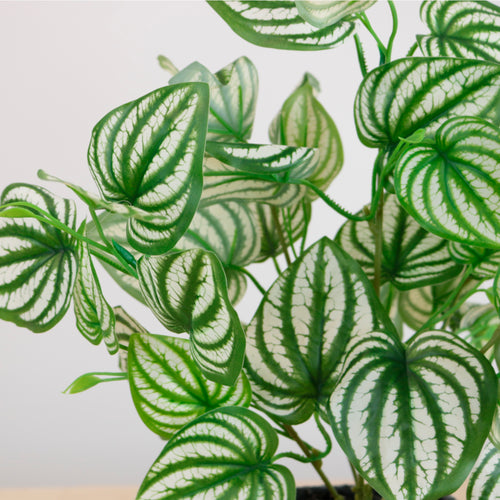 Potted Watermelon Peperomia Arrangement