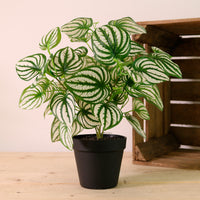 Potted Watermelon Peperomia Arrangement