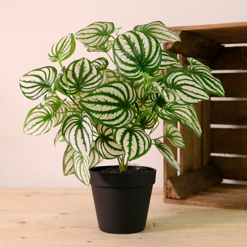 Potted Watermelon Peperomia Arrangement