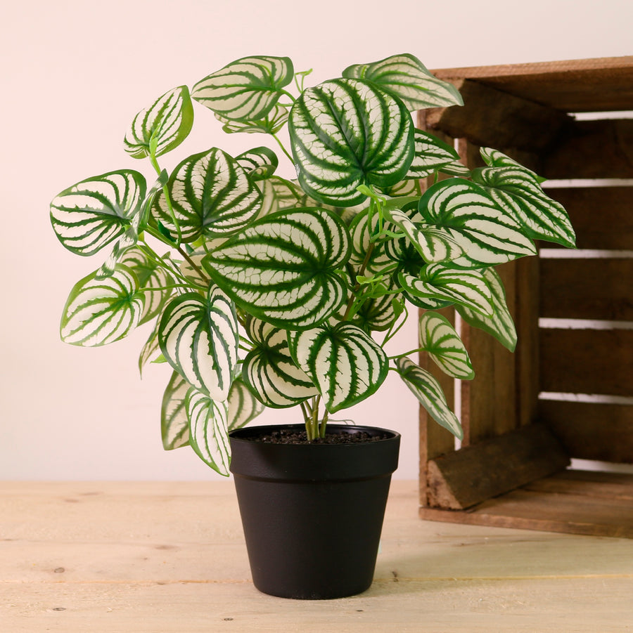 Potted Watermelon Peperomia Arrangement