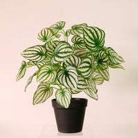 Potted Watermelon Peperomia Arrangement