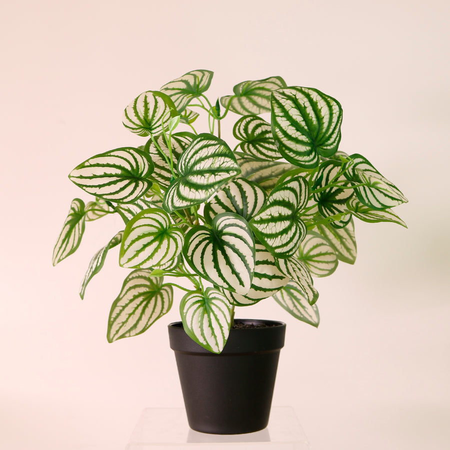 Potted Watermelon Peperomia Arrangement