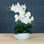 Timeless Orchid Arrangement