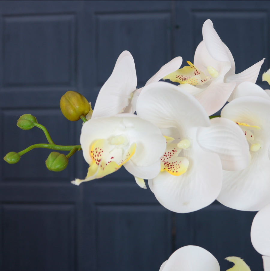 Timeless Orchid Arrangement