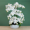 Grand Eternelle Luxe Orchid Arrangement