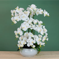 Grand Eternelle Luxe Orchid Arrangement