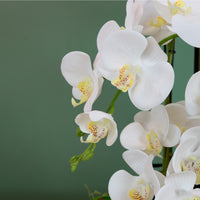 Grand Eternelle Luxe Orchid Arrangement