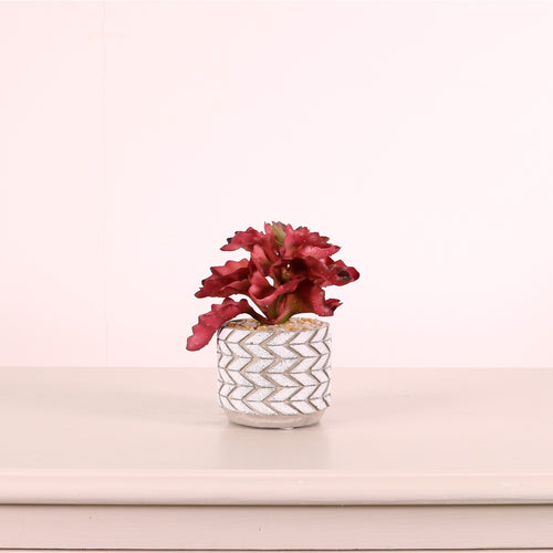 Succulent 040 Arrangement