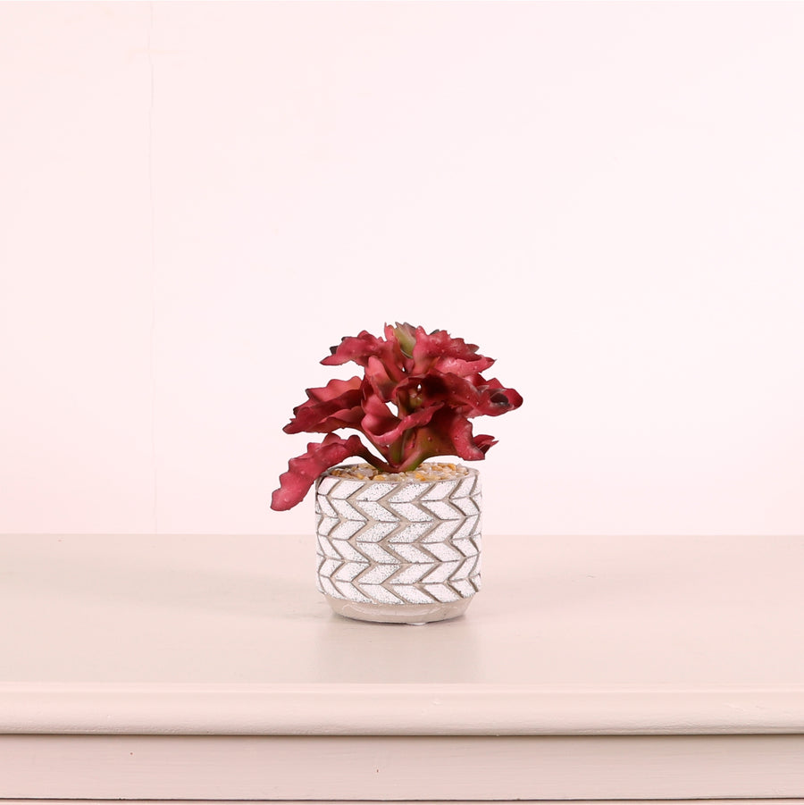 Succulent 040 Arrangement