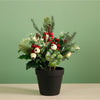 Xmas Potted Arr No.1