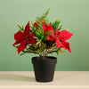 Xmas Potted Arr No.3
