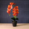 Deluxe Faux Orchid Arrangement Style 4