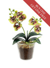 Buy One Get One Free - mini Phalaenopsis Orchid Arrangement