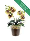 Buy One Get One Free - mini Phalaenopsis Orchid Arrangement