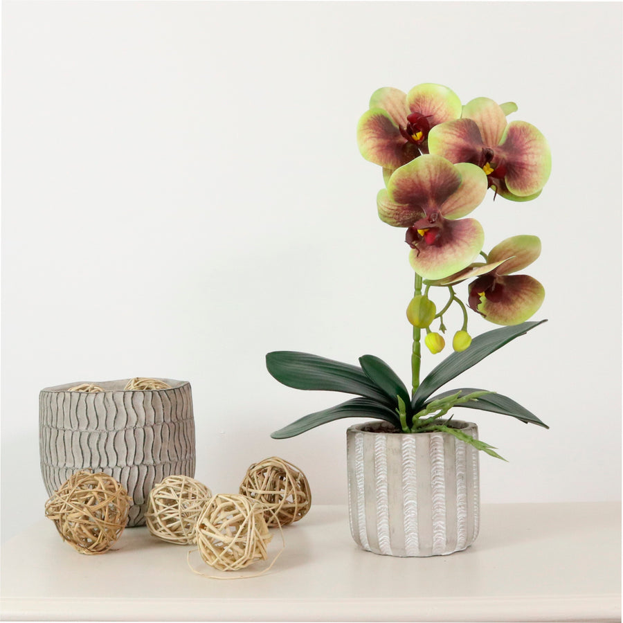 Phalaenopsis Arrangement